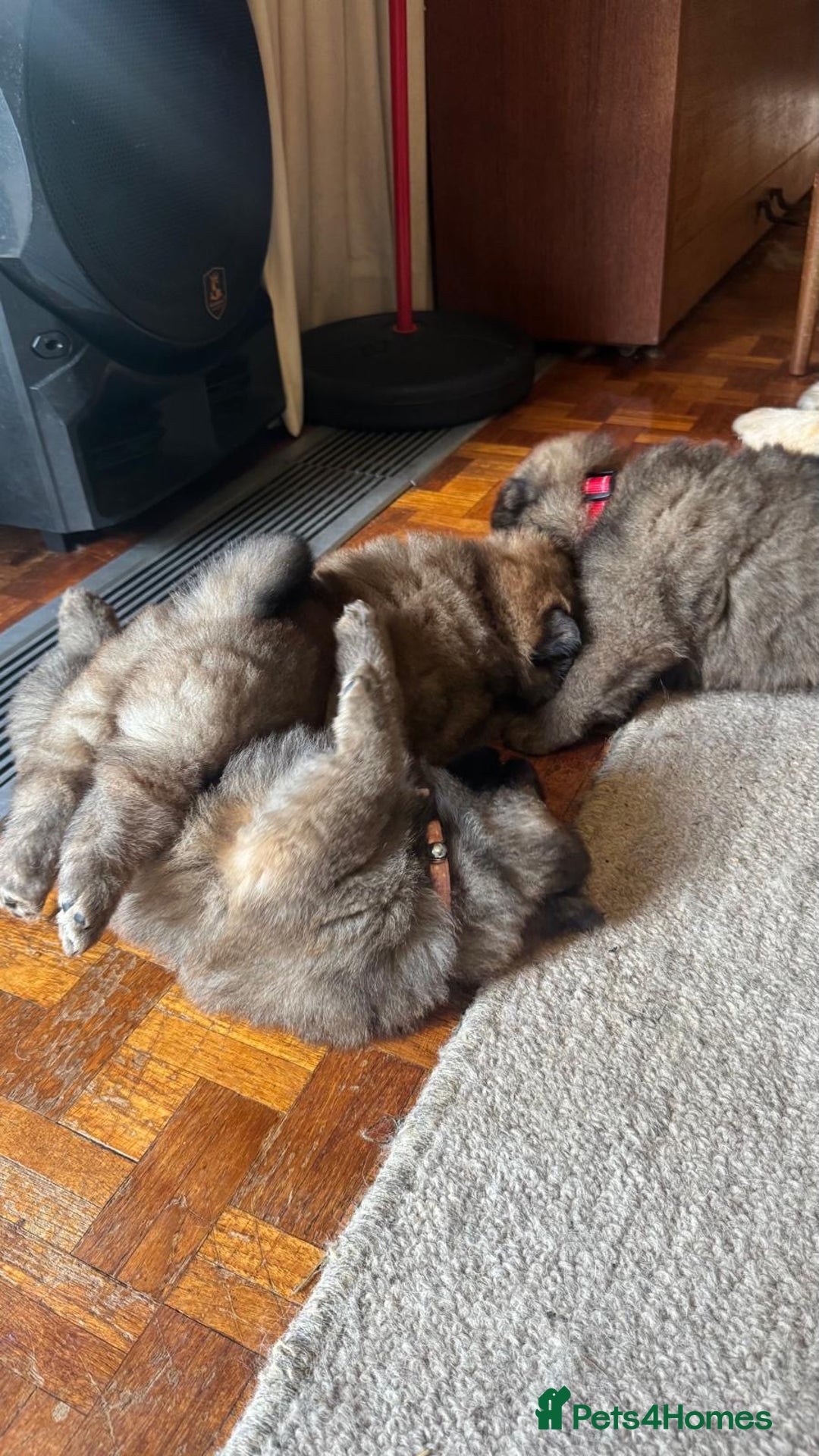 Chow Chow dogs for sale: Puppies looking for new home - Image 7