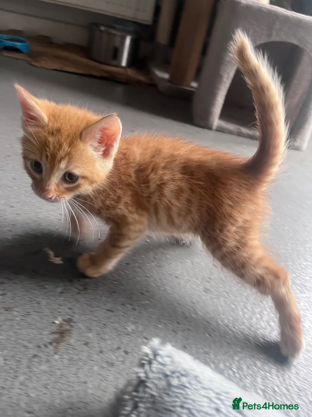 Mixed Breed cats for sale: 🐾 Stunning Turkish Angora/Bengal Kittens 🐾 - Advert 21