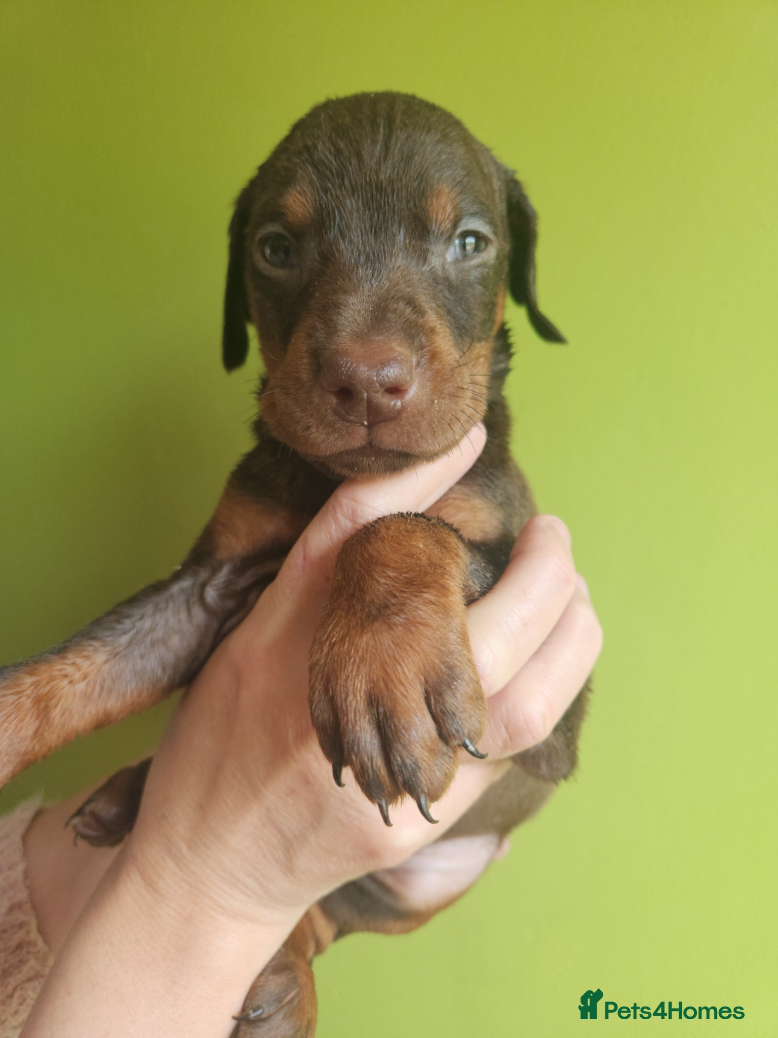 Dobermann dogs Doberman puppies European champion parents  - Advert 2