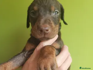 Dobermann dogs Doberman puppies European champion parents - Advert 2