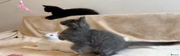 Maine Coon cats for sale:     Stunning Purebred Maine Coon Kitten - Advert 12