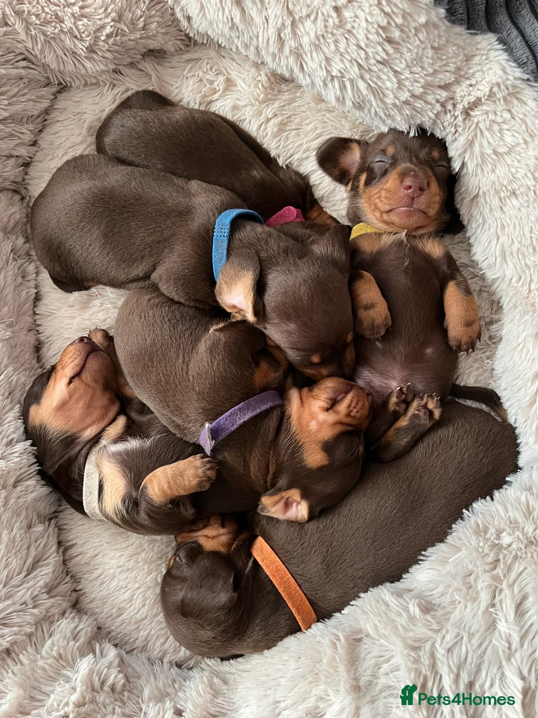 Miniature Dachshund dogs for stud: Miniature smooth haired dachshund - Advert 4