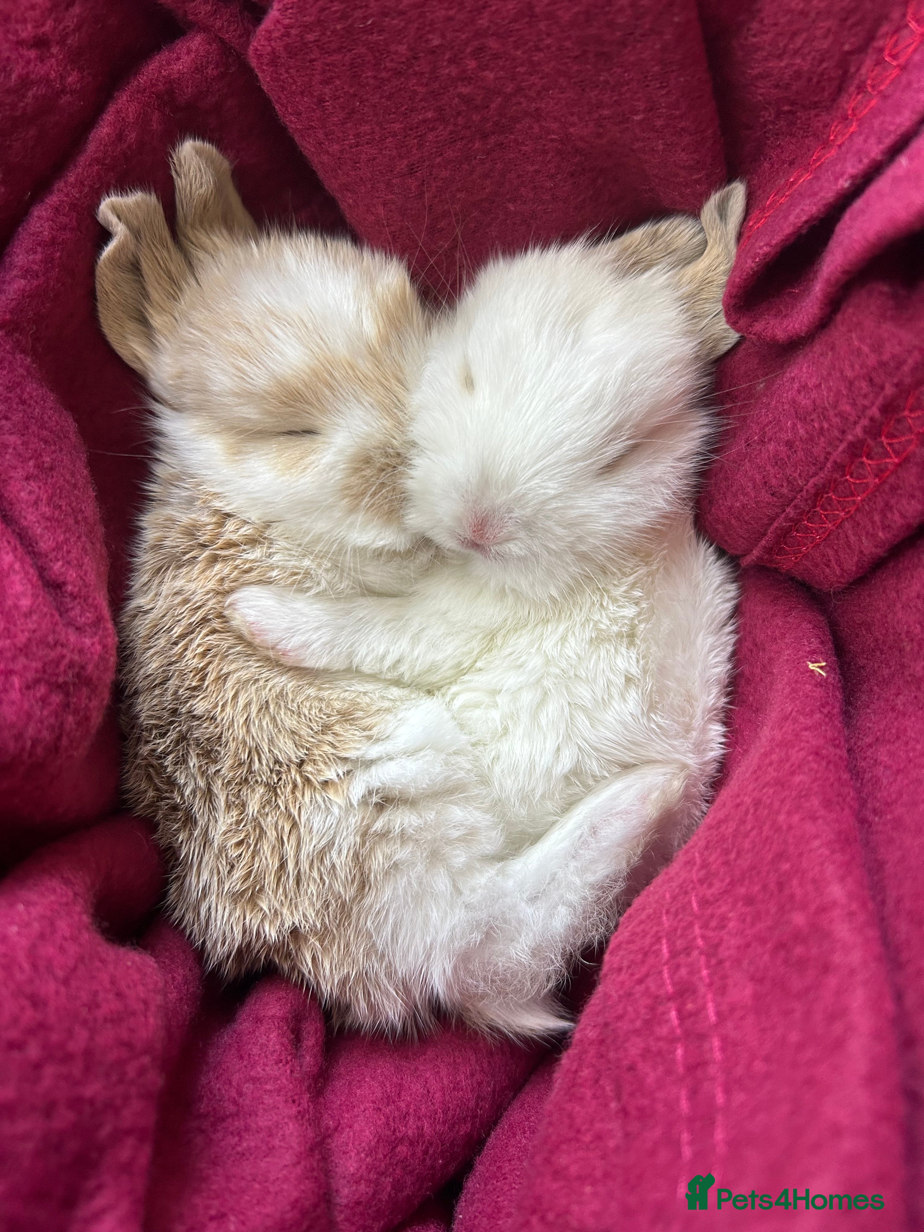 Mini Lop rabbits Two Beautiful Mini Lop Brothers, with hutch & run - Advert 20