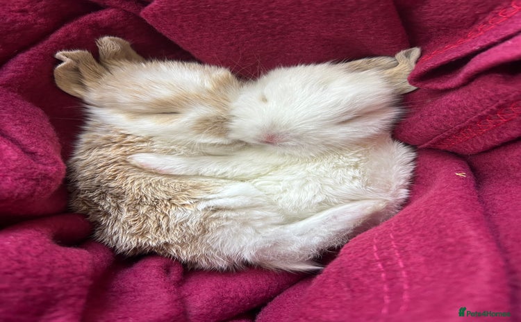 Mini Lop rabbits - Advert 3