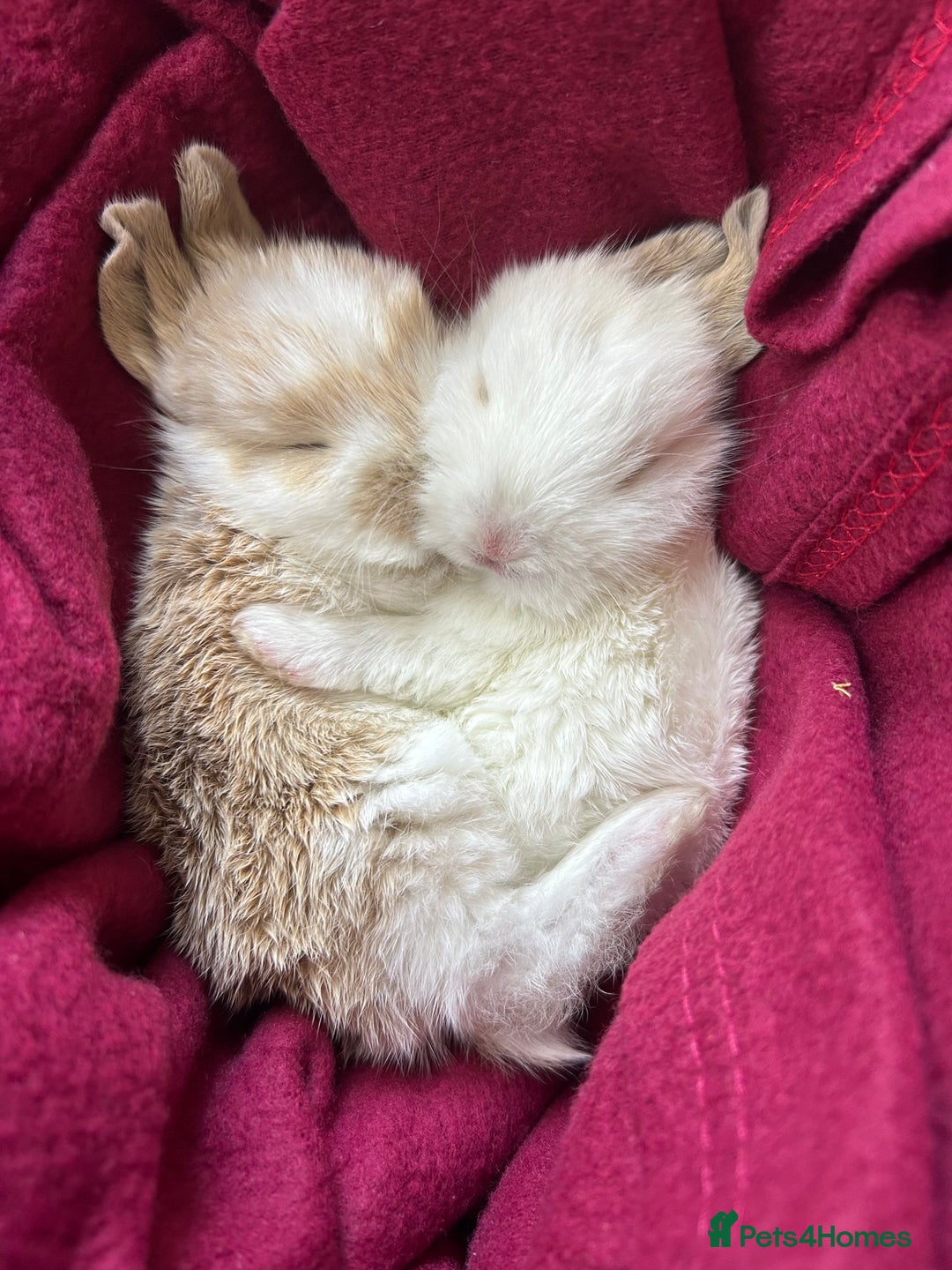 Mini Lop rabbits for sale: Two Beautiful Mini Lop Brothers, with hutch & run - Advert 1