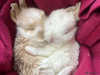 Mini Lop rabbits - Advert 8