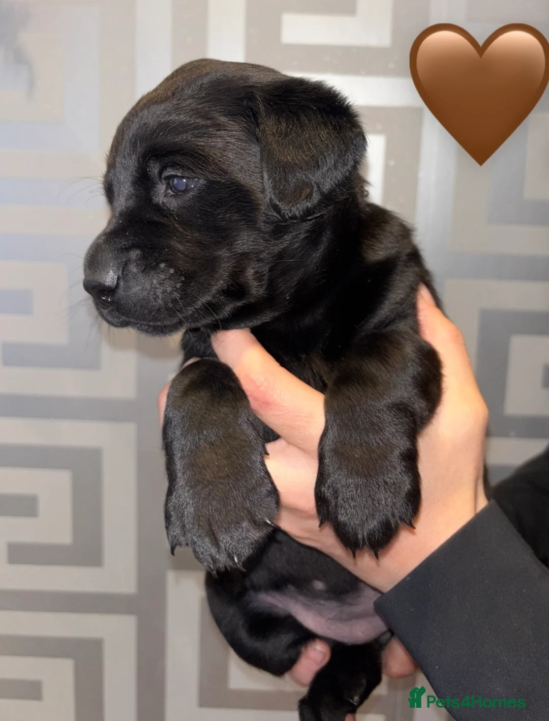 Labrador Retriever dogs for sale: Beautiful Labrador puppies  - Advert 2