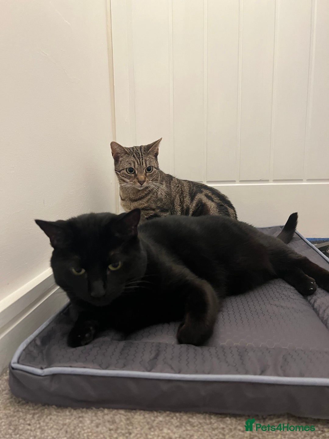 Mixed Breed cats for sale: Must go together! - Advert 16