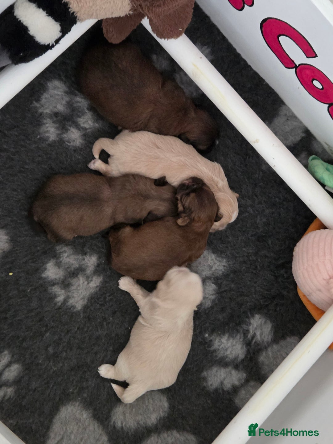 Shih Tzu dogs for sale: Stunning kc imperial shih tzus - Image 1