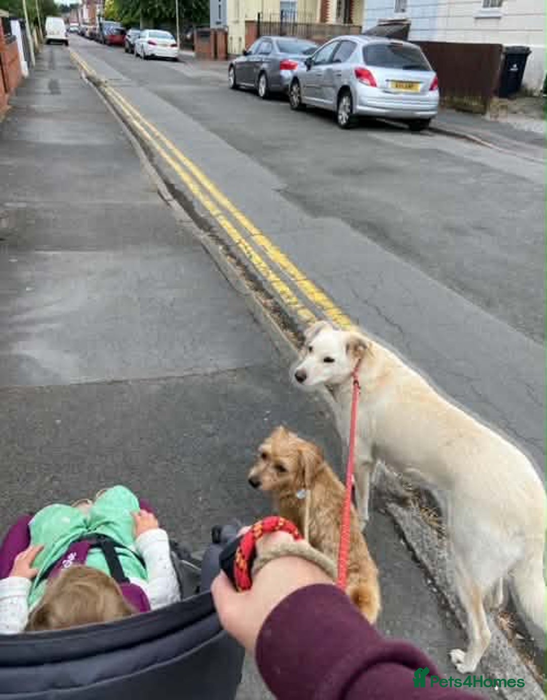 Mixed Breed dogs for adoption: SHILOH-happy girl/loving family dog/playful/social - Advert 15