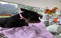 Scottish Terrier dogs for adoption: Nadine – A Little Dog with a Big Heart - Image 3