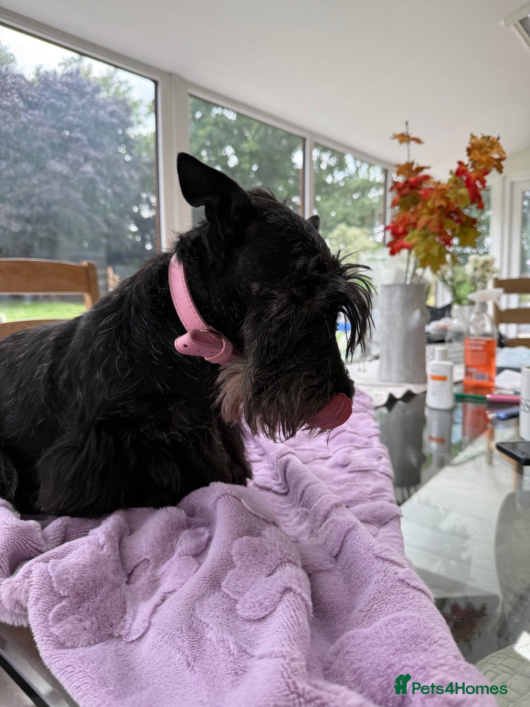 Scottish Terrier dogs for adoption: Nadine – A Little Dog with a Big Heart - Image 3