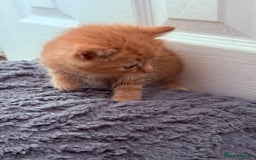 Mixed Breed cats for sale: Long Fur kittens for sale  - Image 13