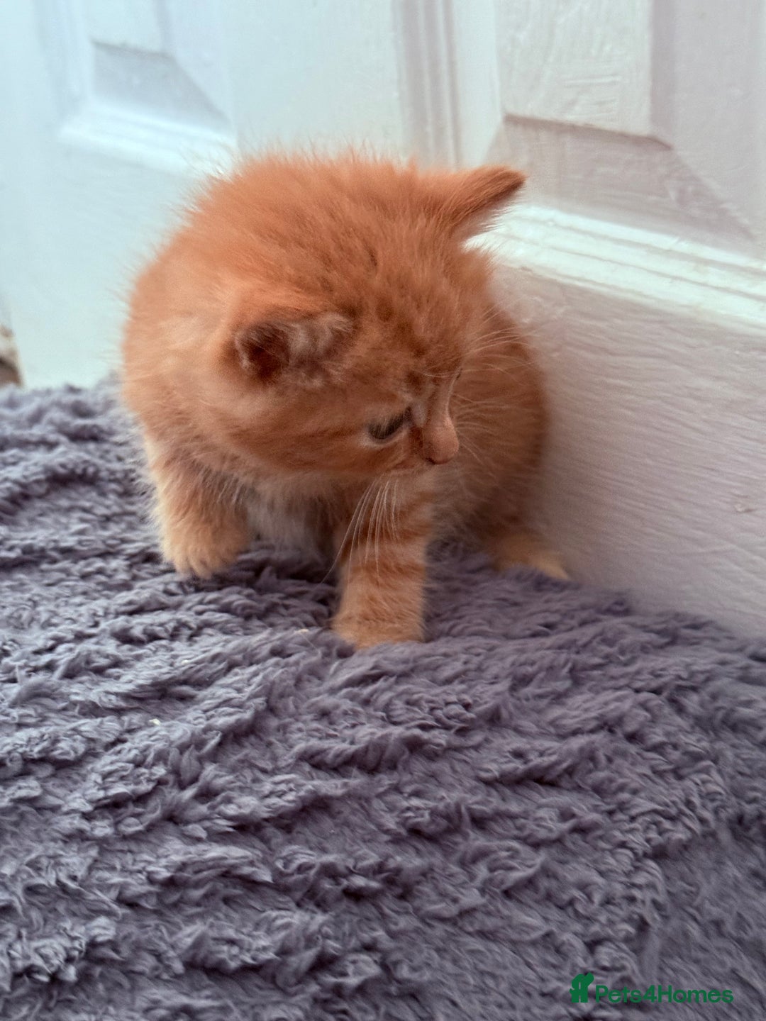 Mixed Breed cats for sale: Long Fur kittens for sale  - Image 13