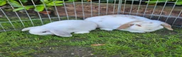 Mini Lop rabbits for sale: Gorgeous honey & white mini lop female - Advert 4