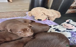 Labrador Retriever dogs for sale: Beautiful Chocolate Labrador Puppies. - Image 3