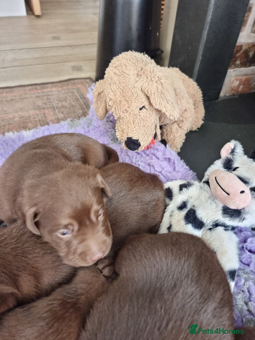 Labrador Retriever dogs for sale: Beautiful Chocolate Labrador Puppies. - Image 3