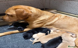 Labrador Retriever dogs for sale: Red fox labradors - Image 12