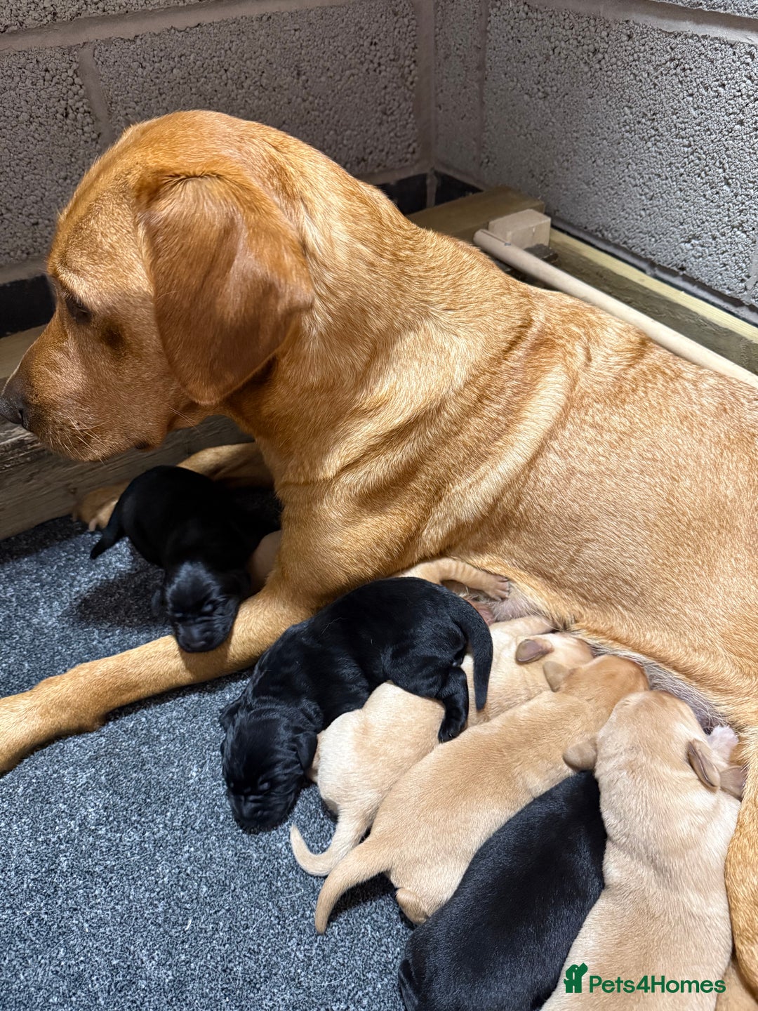 Labrador Retriever dogs for sale: Red fox labradors - Image 12