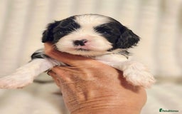 Cavapoo dogs for sale: Adorable Cavapoo Pups fully health tested parents - Image 11