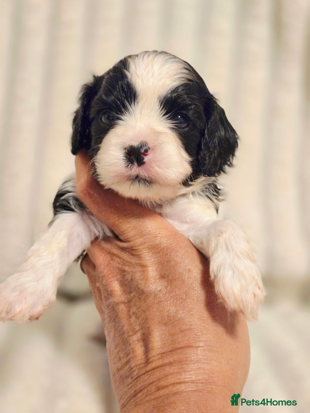 Cavapoo dogs for sale: Adorable Cavapoo Pups fully health tested parents - Image 11