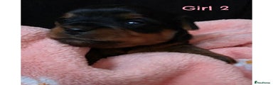 Girl 2