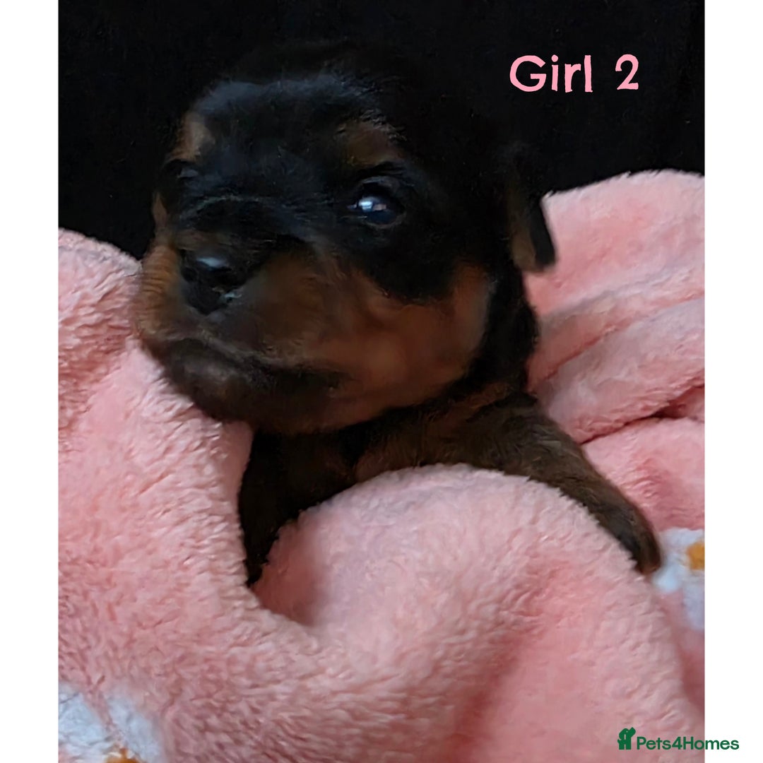 Yorkshire Terrier dogs for sale:  KC Yorkie Puppies🐶❤️ Sired by English Champion🏆 - Advert 4