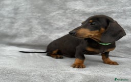 Miniature Dachshund dogs for sale: Kc Reg Miniature Dachshund Puppies  - Image 9