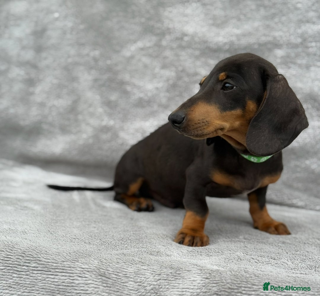 Miniature Dachshund dogs for sale: Kc Reg Miniature Dachshund Puppies  - Image 9