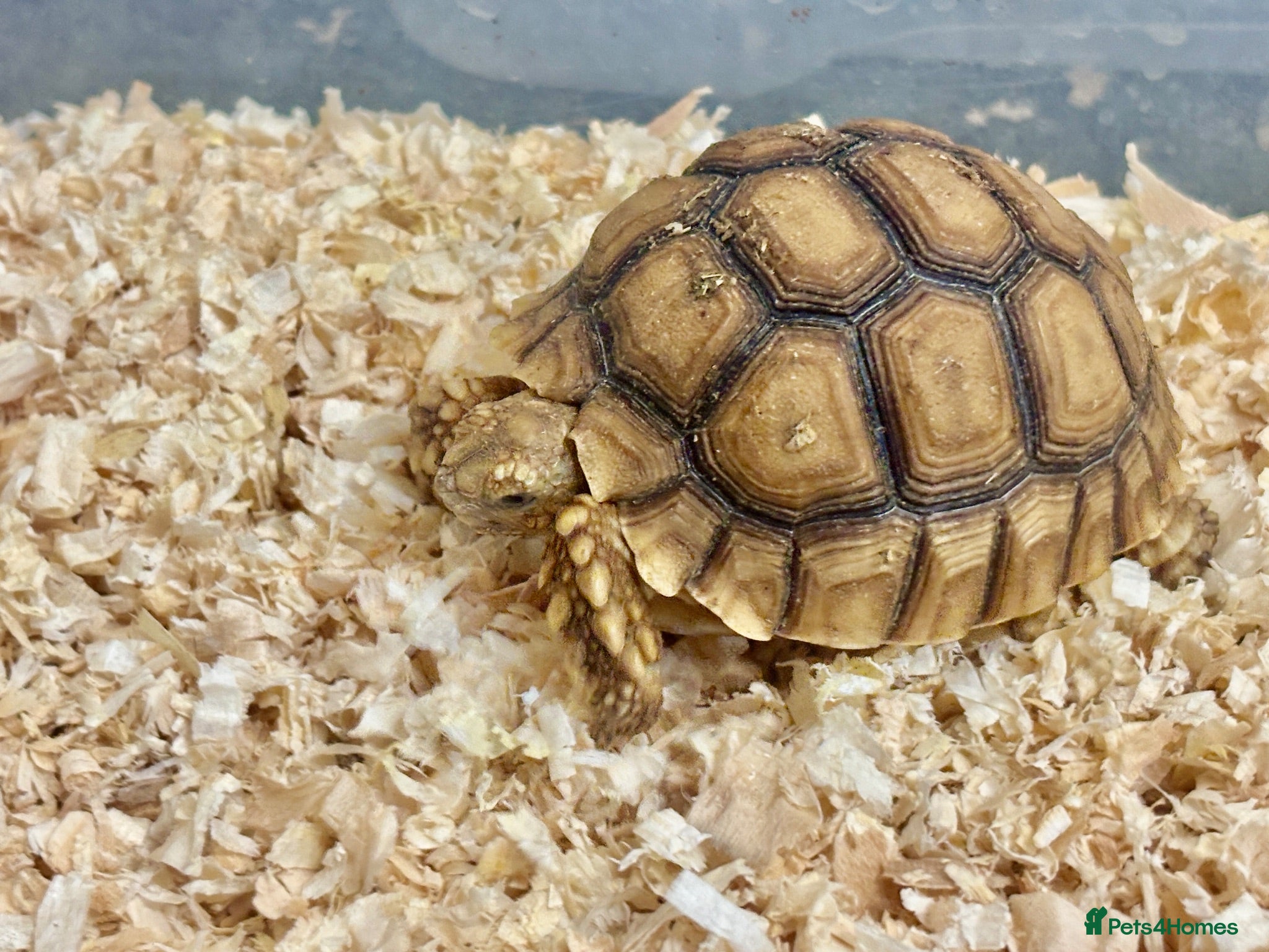 Tortoise reptiles Baby Sulcata Hatchlings - Advert 1