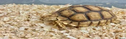 Tortoise reptiles for sale: Baby Sulcata Hatchlings - Advert 1