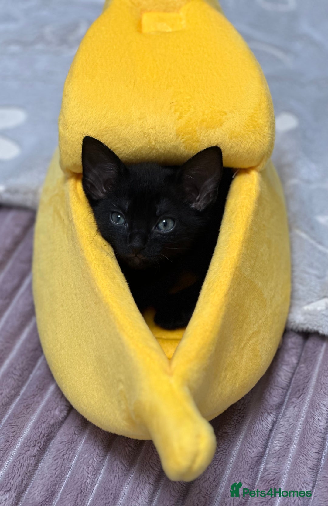 Mixed Breed cats for sale: ✨Cornish Rex Kittens Ready for New Homes Now✨ - Advert 10
