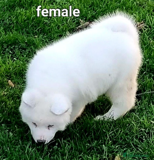 Akita dogs Akita pups READY  - Advert 1