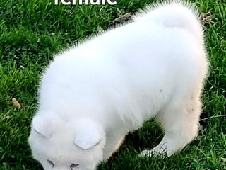 Akita dogs Akita pups READY - Advert 1