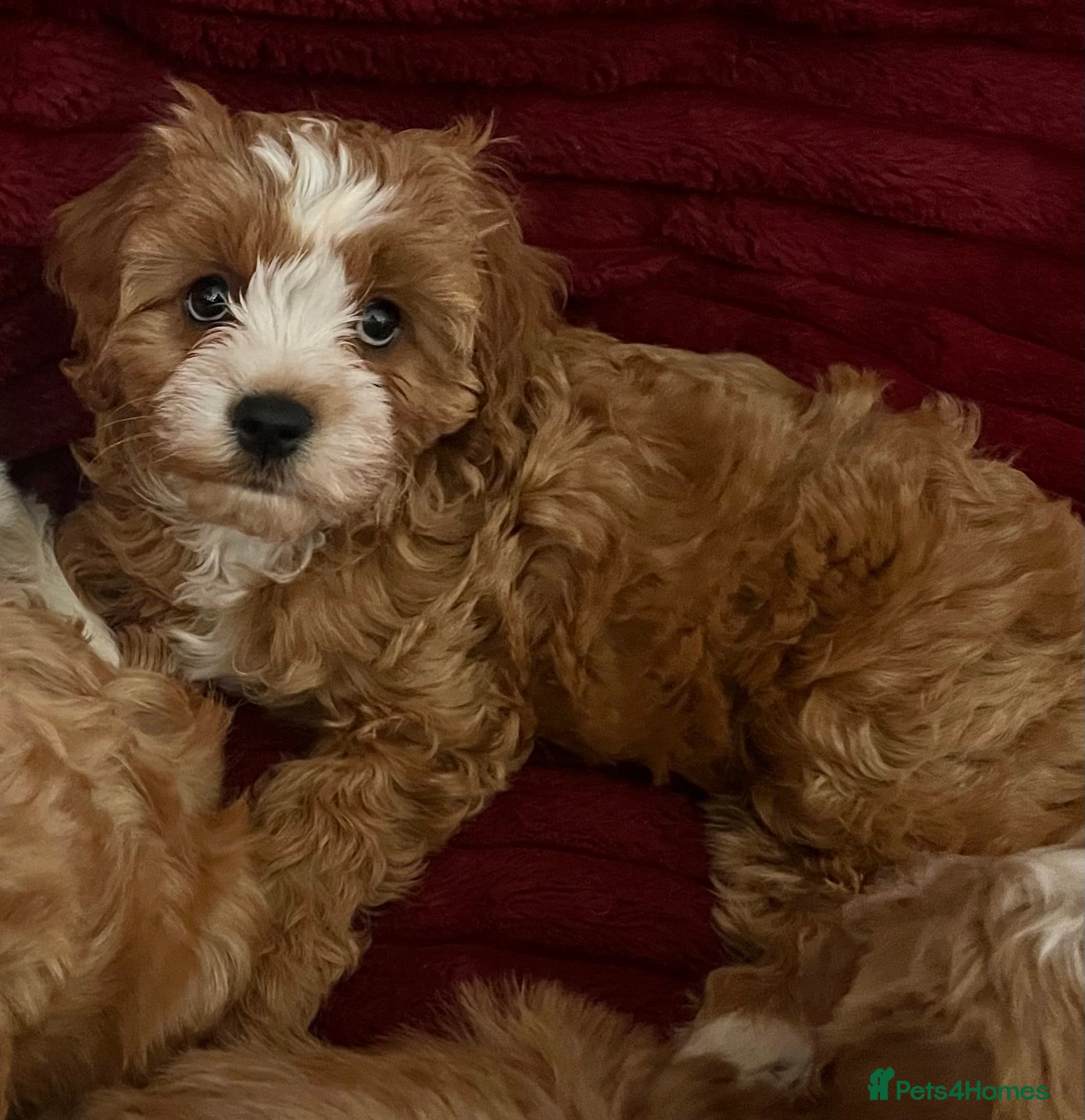 Cavapoo dogs Fluffy Toy Cavapoos for sale - Advert 3