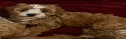 Cavapoo dogs for sale: Fluffy Toy Cavapoos for sale - Advert 1