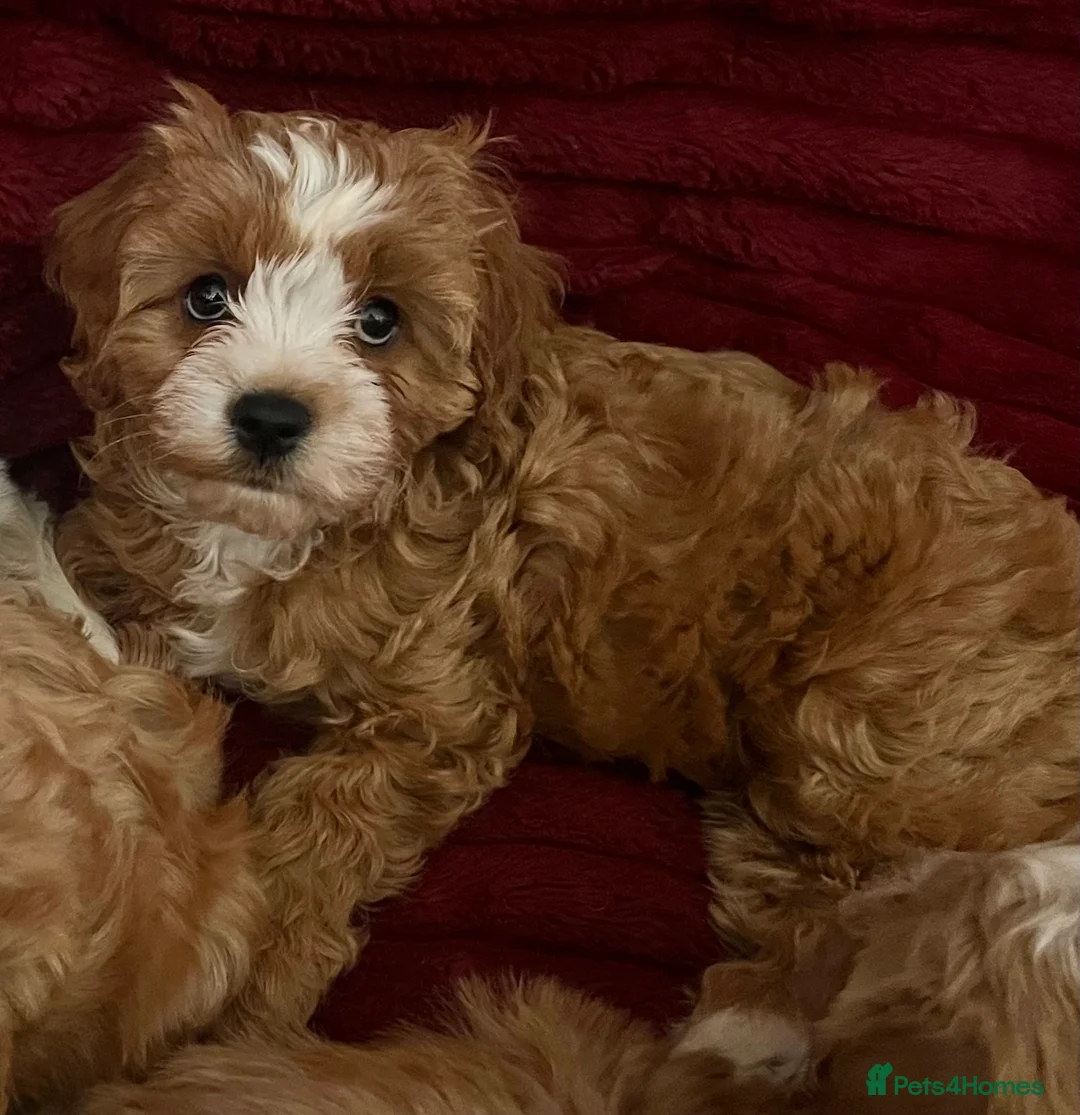 Cavapoo dogs for sale: Fluffy Toy Cavapoos for sale - Advert 1