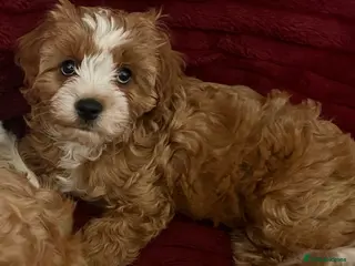 Cavapoo dogs Fluffy Toy Cavapoos for sale - Advert 3