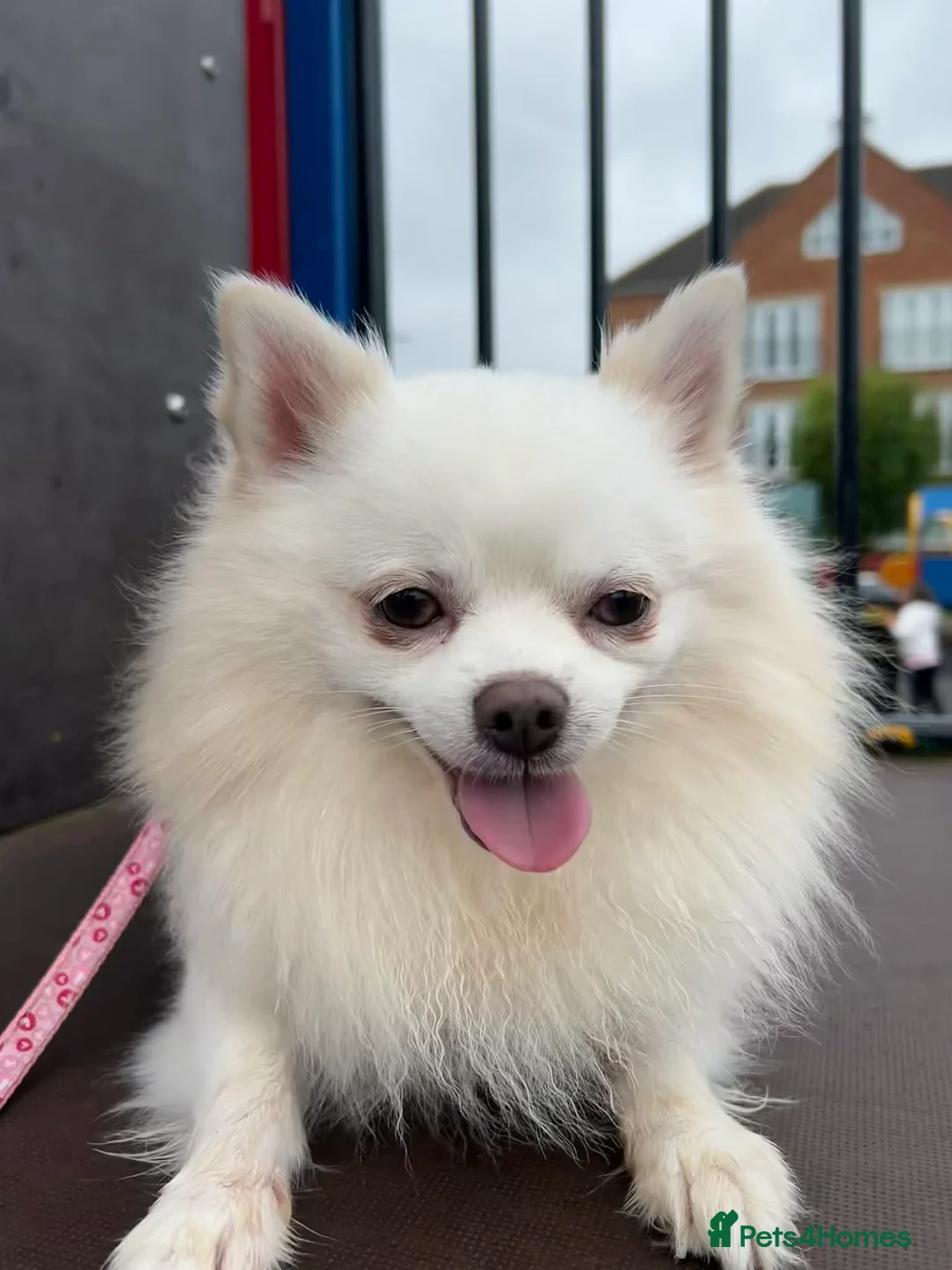 Pomeranian dogs for stud: Proven Pomeranian stud - Advert 2