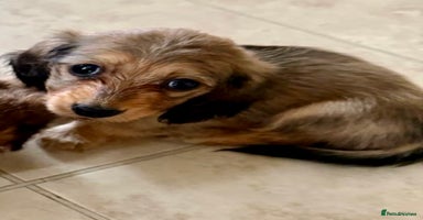 Miniature Dachshund dogs - Advert 6