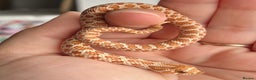 Snake reptiles for sale: Various Western Hognoses - Advert 10