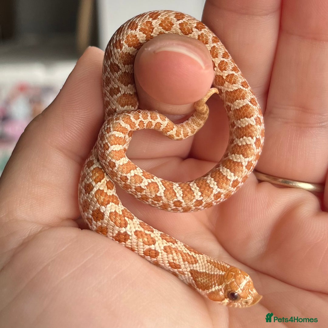 Snake reptiles for sale: Various Western Hognoses - Advert 10
