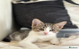 Domestic Shorthair cats for sale: Two Adorable 13-Week-Old Female Kitten - Image 6