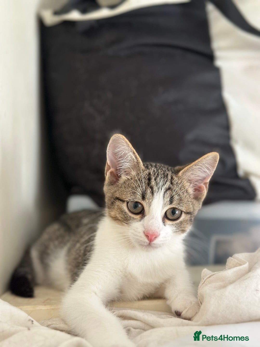 Domestic Shorthair cats for sale: Two Adorable 13-Week-Old Female Kitten - Image 6