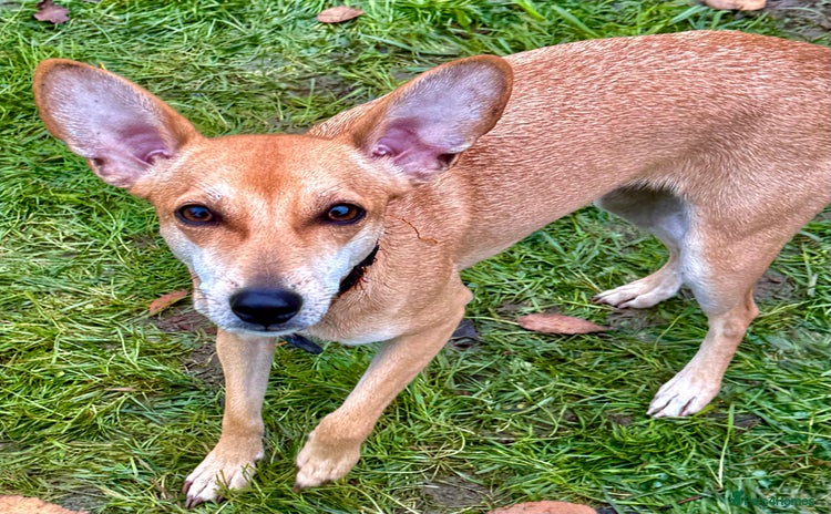 Miniature Pinscher dogs Greta: The Tiny Soul Who Refused to Give Up - Advert 8