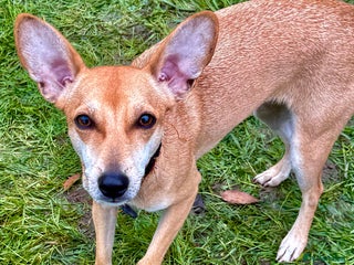 Miniature Pinscher dogs Greta: The Tiny Soul Who Refused to Give Up - Advert 4