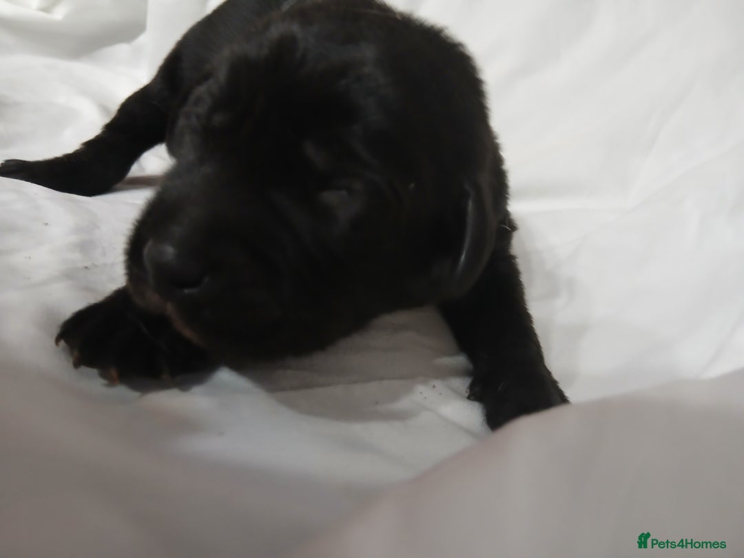 Labrador Retriever dogs for sale: Chunky labrador puppies  - Image 13