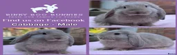 Mini Lop rabbits for sale: Mini Lop Babies - Reserve now - collect from 28/06 - Advert 6