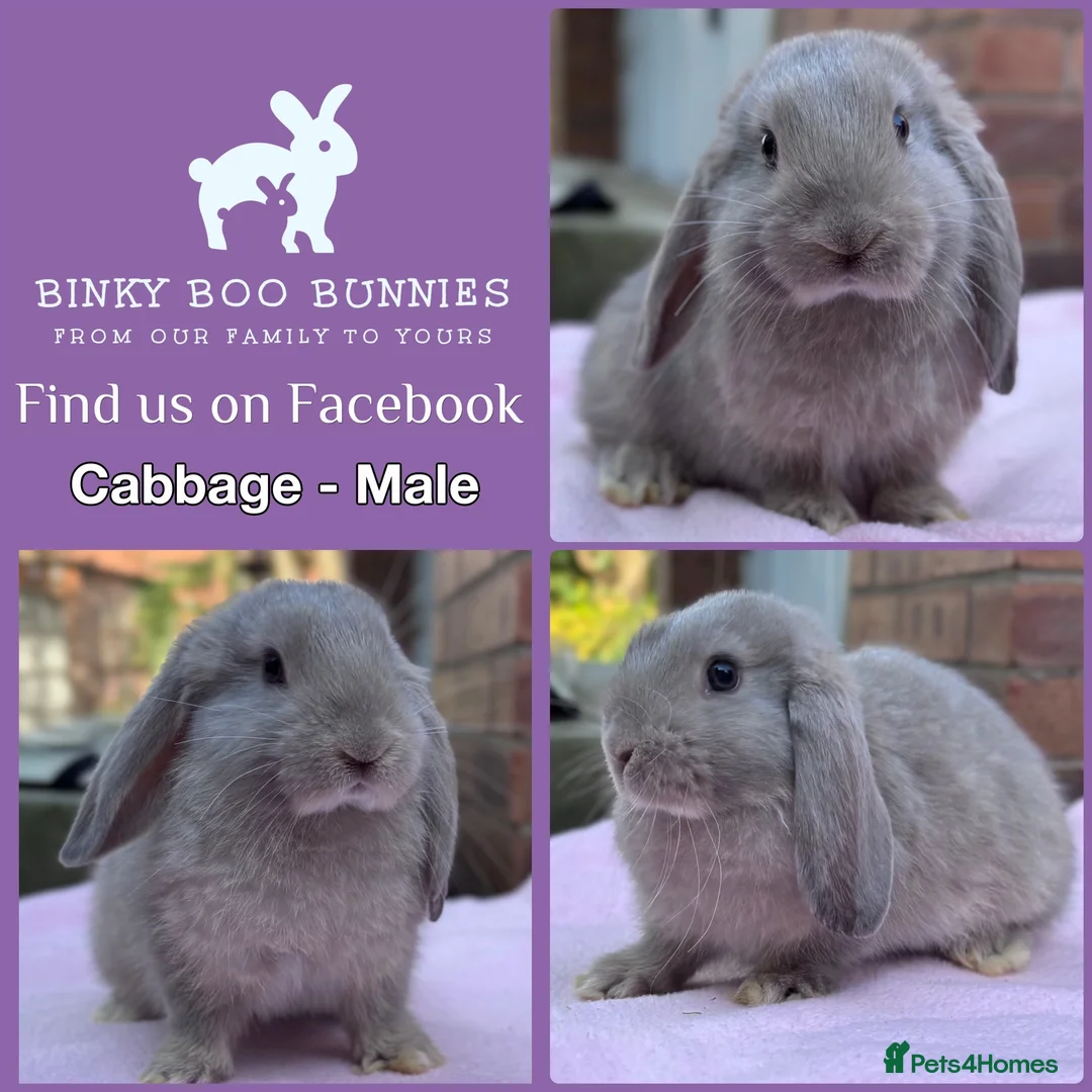Mini Lop rabbits for sale: Mini Lop Babies - Reserve now - collect from 28/06 - Advert 6