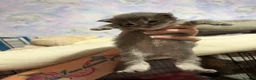 Maine Coon cats for sale: Stunning Maine coon kittens  - Advert 8